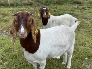 Boer geder - drægtige