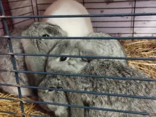 3 chincilla mini lop klar nu.