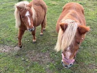 2 stk Shetlænder / shetlandspony