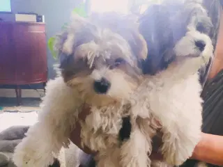 Yorks Terrier Biewer