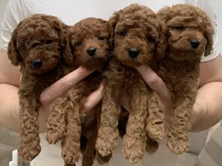 Cavapoo hvalpe - Påskeklar