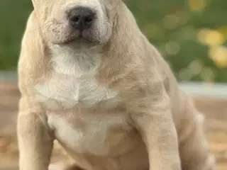 American Bully han hundehvalp