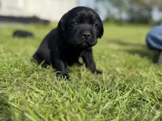 Labrador hundehvalp