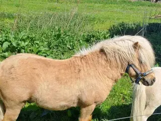 Shetland hingst 4 år rød pas