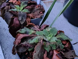 Fingerbøl / Digitalis