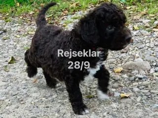 Curly Coatted Retriver / Lagotto Romagnolo