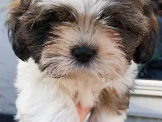 Shih Tzu hvalpe