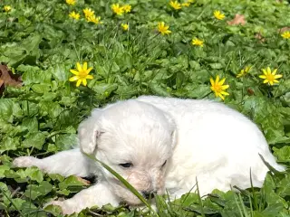 4 Maltipoo hvalpe