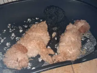 Mellem puddel hvalpe 