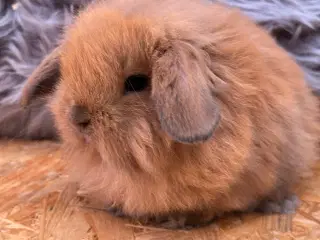 Mini Lion lop 