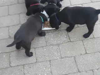 Labrador f1 