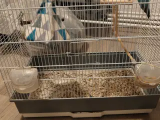 Dværgpapegøje bortgives