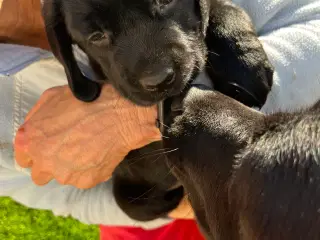 Labrador hanhund søger kærlig familie🖤