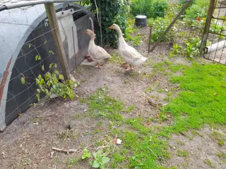 Et par to års gule gæs