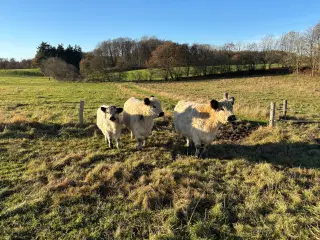 Lille galloway besætning sælges