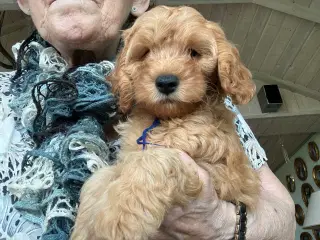 Cavapoo f2 kennel malekits