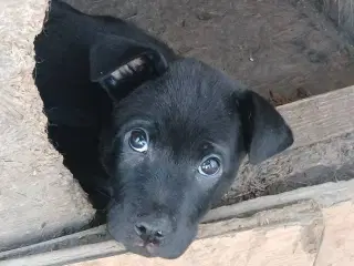 Lille Bennie leder efter sit 4-ever hjem 🏡 💝