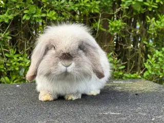 Mini lion lop med enkelt manke