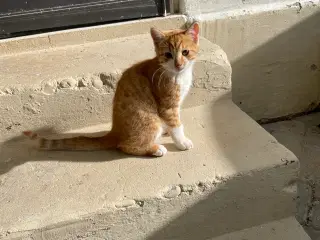 Kattekilling