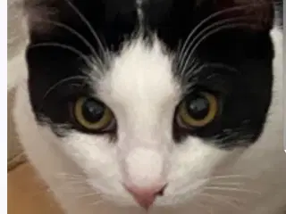 Weise søger nyt hjem hvor han kan være ude og inde