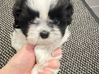 Sød og allergivenlige Shih-Tzu hvalpe🐶