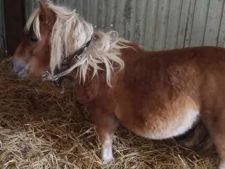 Billig pony 