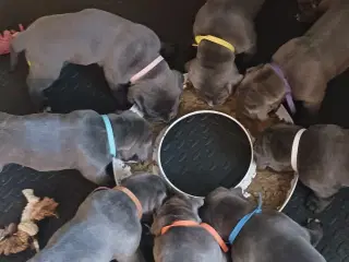 Cane corso italiano