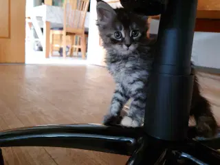 Maine coon killinger, far ægte med tavle