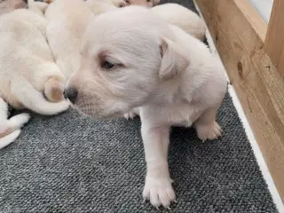 Gule Labrador hvalpe.