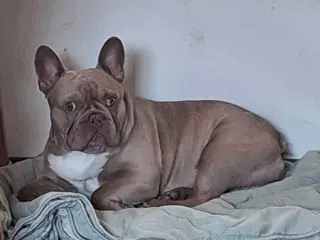 Franske bulldog