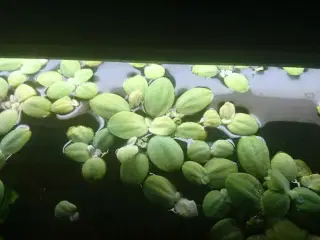 Fine flydeplanter