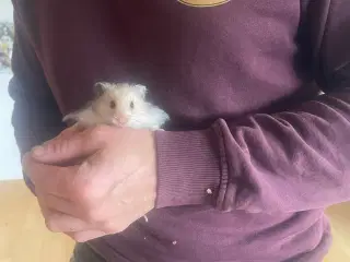 Guldhamster langhåret 