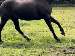 Chance hest connemara/palomino
