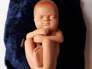 Anatomi Baby Model
