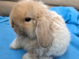 Minilop kaninunge sælges 