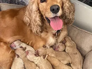 Cockapoo hvalpe klar til sommerferien