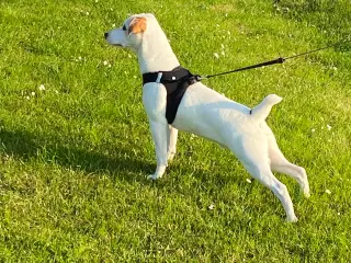 Dansk Svensk gårdhund