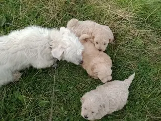 Maltipoo hvalpe
