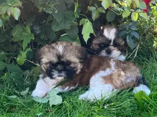 Shih Tzu hvalpe