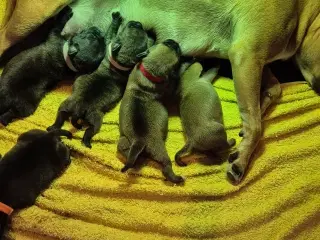 Staffordshire bull terrier