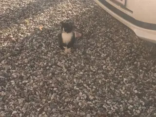 Dejlige små hunkatte