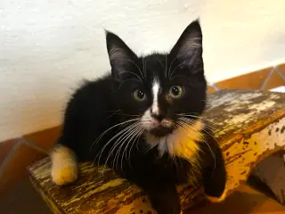 Luna leder efter sin nye familie 