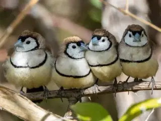 KØBES (RINGASTRILD) KØBES