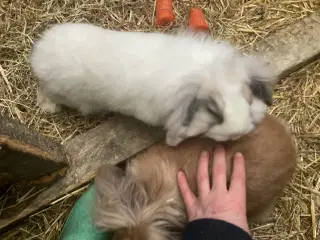 2 Søstre Bortgives Sammen