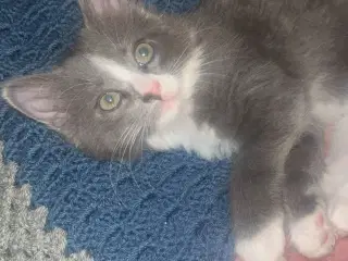 Hunkilling på 12 uger, klar til afhentning