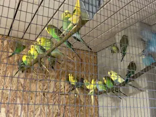 Undulater unger 100krstk mange flotte