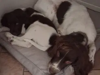 Engelsk Springer spaniel og Kleiner Münsterländer 