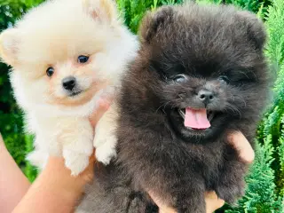 Pomeranian 