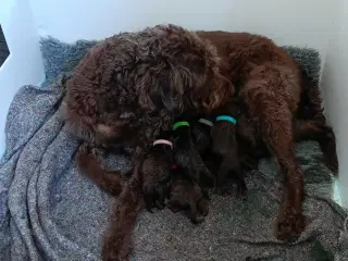 Brune labradoodle F1B hvalpe