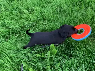 Hvalp søger nyt hjem Golden retriver / Rottweiler 